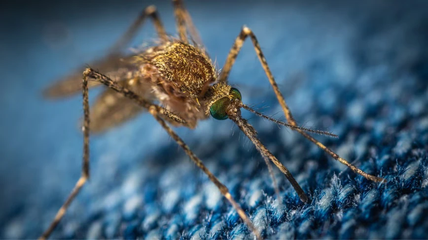 Google wants to release 64 million lab-bred mosquitoes in Florida and California to fight dengue and Zika