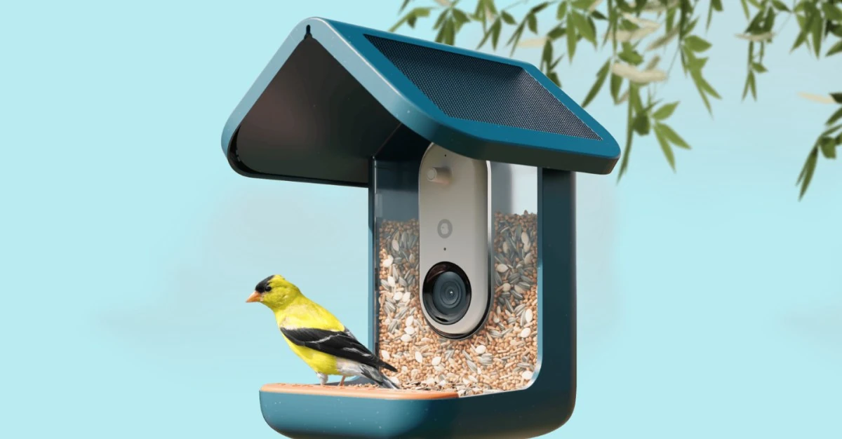 This video bird feeder is the surprise hit of Prime Day
