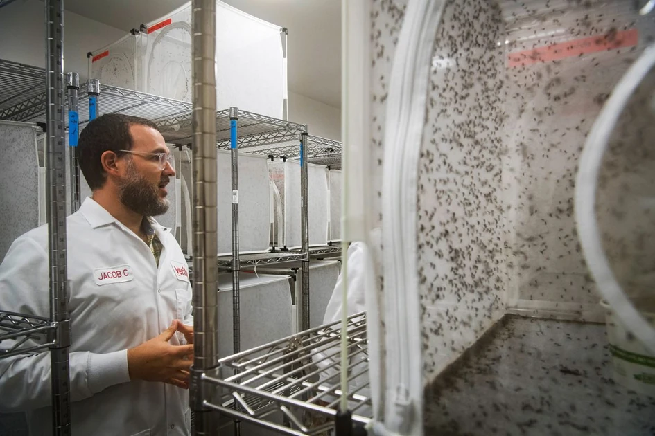 Google wants to release millions of mosquitos into the sky. It's a good thing.