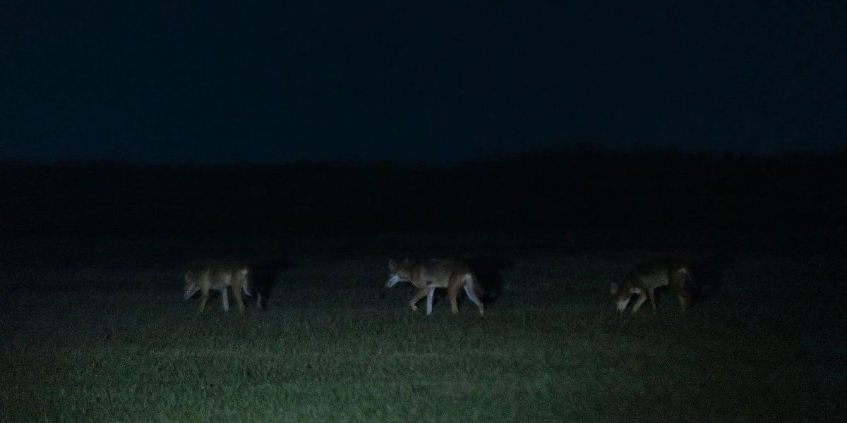 Colossal Biosciences said it cloned red wolves. Is it for real?