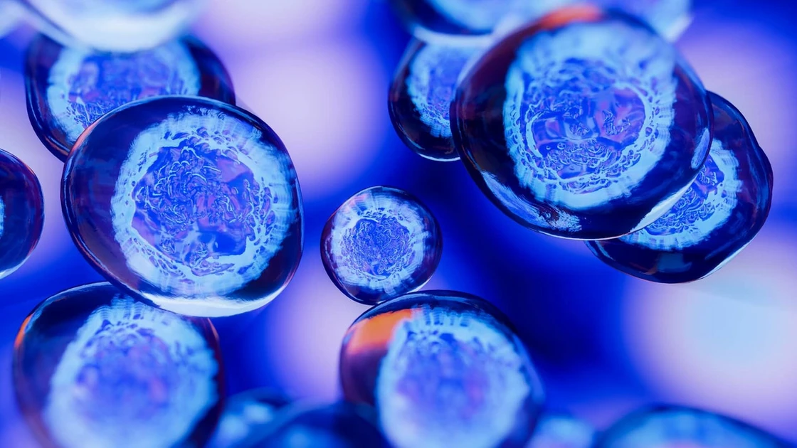 Embryos shape their limbs: a key discovery of "genetic brakes"