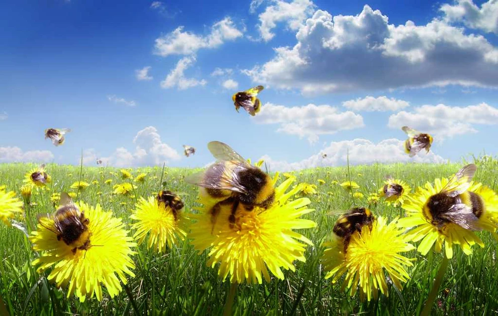 Let a million apps bloom