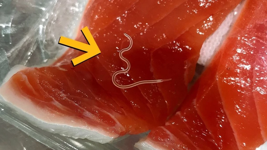 Scientists Find Worms in Almost Every Fish in a Tuna Haul – 96% Were Infected