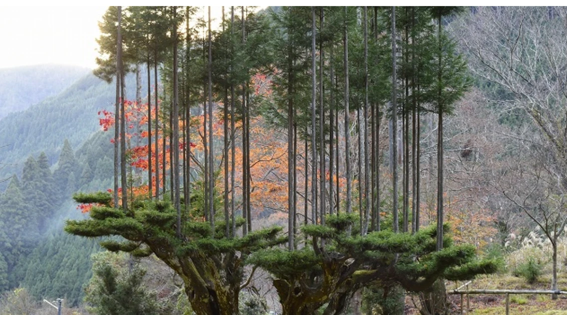 Daisugi the Japanese Technique of Trees Out of Trees, Making Exact Straight Wood