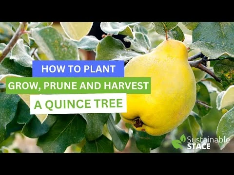 How To Plant, Grow, Prune and Harvest A Quince Tree