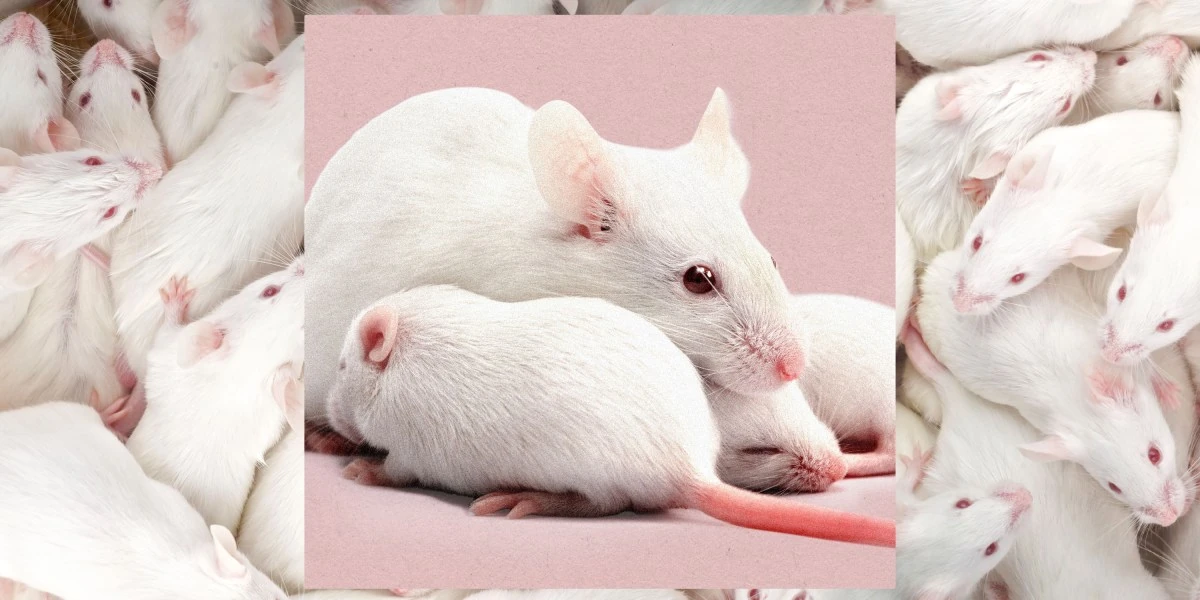 Scientists just created female clones of male mice