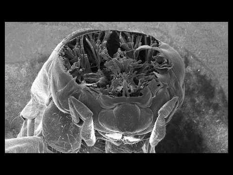 Cross sectioning insects in an electron microscope with a femtosecond laser [video]