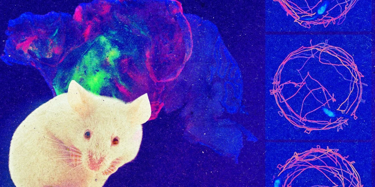Meet a mouse whose brain cortex is made up of human cells