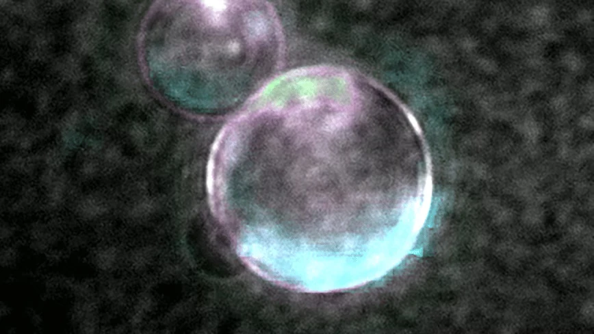 Scientists built a cell from scratch that eats, divides and evolves. They just won’t call it alive