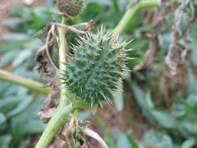Poisonous invasion: What is the 'devil's trumpet' harming crops in Iraq?