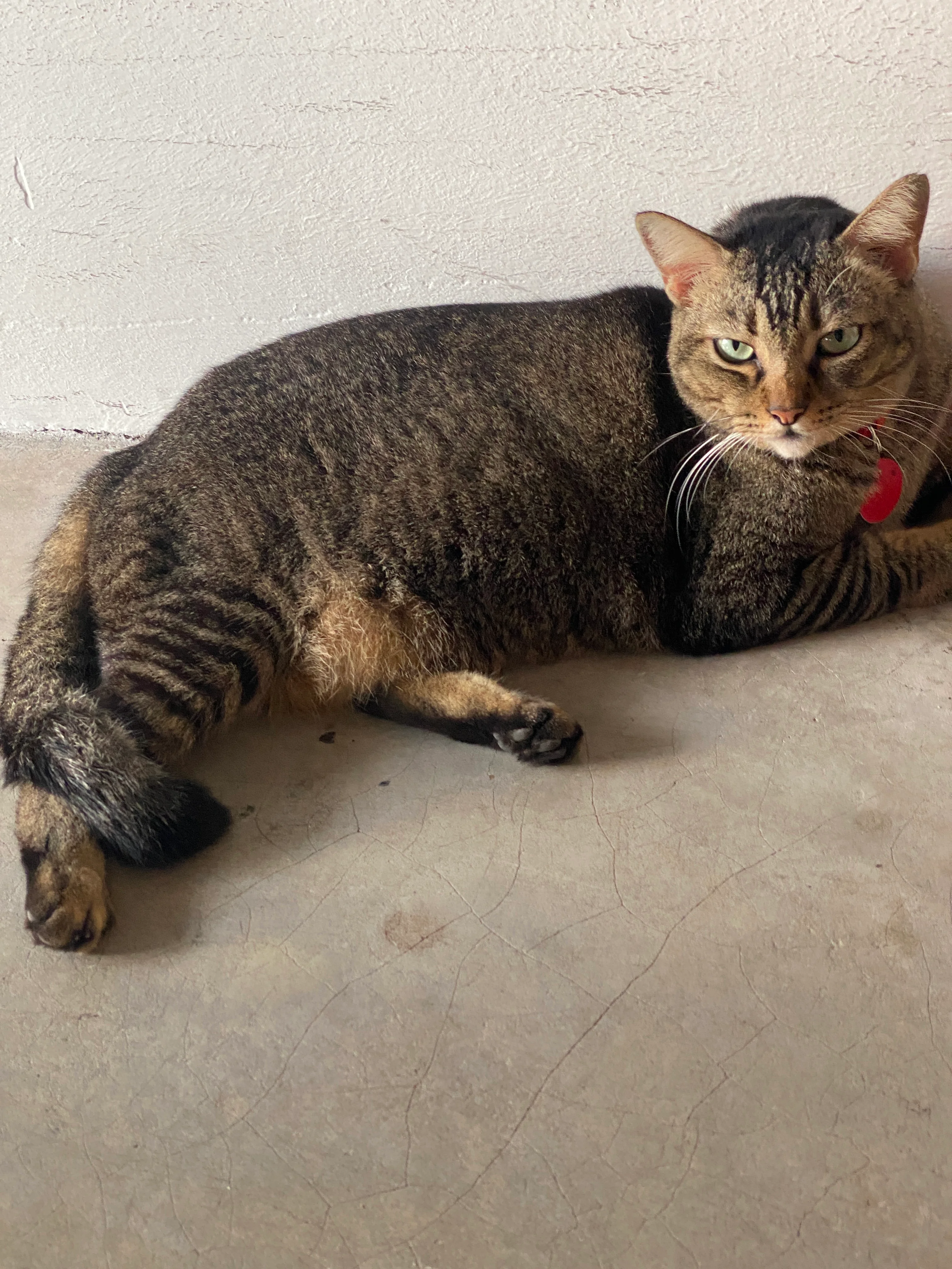 Fat cat